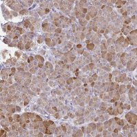 Anti-PLA2G1B antibody produced in rabbit 