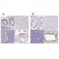 Anti-PLCD4 antibody produced in rabbit 