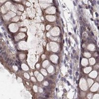 Anti-PLEKHG3 antibody produced in rabbit 