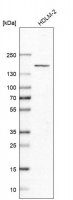 Anti-PLEKHM1 antibody produced in rabbit 