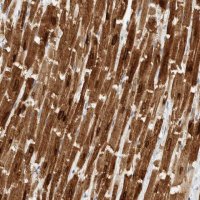 Anti-PLN antibody produced in rabbit 