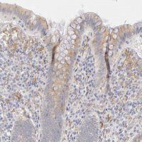 Anti-PLOD3 antibody produced in rabbit HPA001236-100UL