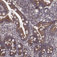 Anti-PMM2 antibody produced in rabbit 