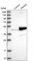 Anti-PNMA2 antibody produced in rabbit 