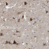 Anti-PNMAL1 antibody produced in rabbit 