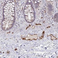 Anti-PODXL antibody produced in rabbit 