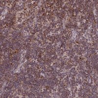 Anti-POLA2 antibody produced in rabbit 