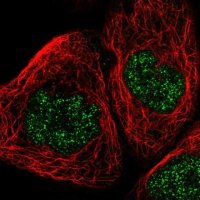 Anti-POLR1C antibody produced in rabbit 