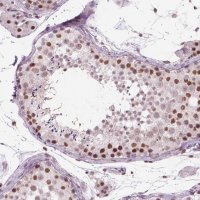 Anti-POLR3D antibody produced in rabbit 