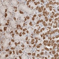 Anti-POLR3GL antibody produced in rabbit 