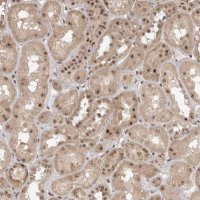 Anti-POMP antibody produced in rabbit 