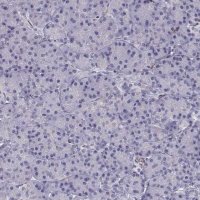 Anti-POU1F1 antibody produced in rabbit 