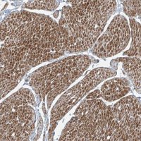 Anti-PPCS antibody produced in rabbit 