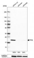 Anti-PPIB antibody produced in rabbit 