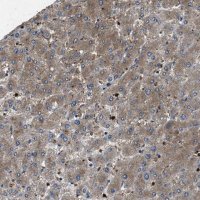 Anti-PPID antibody produced in rabbit 