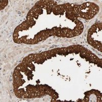 Anti-PPP1R16A antibody produced in rabbit 
