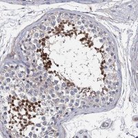 Anti-PPP1R32 antibody produced in rabbit 
