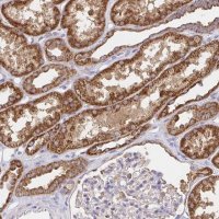 Anti-PRDX3 antibody produced in rabbit 