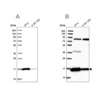 Anti-PRDX5 antibody produced in rabbit 