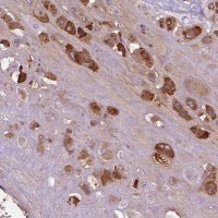 Anti-PRG2 antibody produced in rabbit 