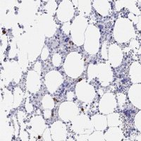 Anti-PRG3 antibody produced in rabbit 