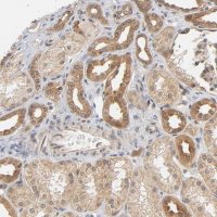 Anti-PRKAB1 antibody produced in rabbit 