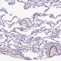 Anti-PROCR antibody produced in rabbit 