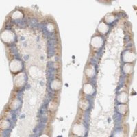 Anti-PROS1 antibody produced in rabbit 