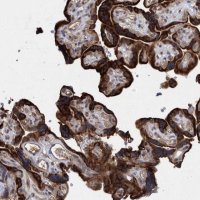 Anti-PROSC antibody produced in rabbit HPA023733-100UL