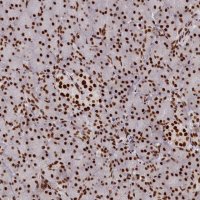Anti-PRPF31 antibody produced in rabbit 