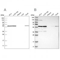 Anti-PRPF4 antibody produced in rabbit 