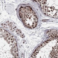 Anti-PRPF40B antibody produced in rabbit 