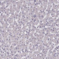 Anti-PRSS37 antibody produced in rabbit 