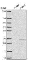 Anti-PSG11 antibody produced in rabbit 