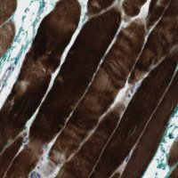 Anti-PSKH2 antibody produced in rabbit 