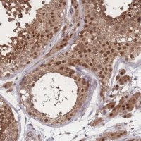 Anti-PSMA1 antibody produced in rabbit HPA043891-100UL