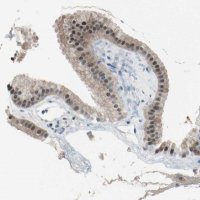 Anti-PSMA2 antibody produced in rabbit HPA008188-100UL