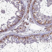 Anti-PSMD11 antibody produced in rabbit HPA042275-100UL
