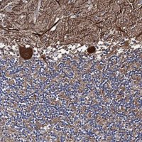 Anti-PTCD3 antibody produced in rabbit 