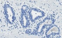 Anti-PTEN Antibody, clone 6B12 ZooMAb Rabbit Monoclonal 