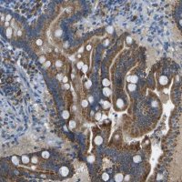 Anti-PTGIS antibody produced in rabbit 