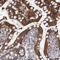 Anti-PTGR1 antibody produced in rabbit 
