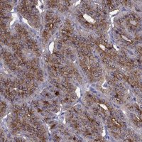 Anti-PTH antibody produced in rabbit 