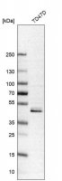 Anti-PTK6 antibody produced in rabbit 