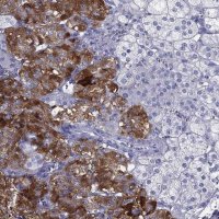 Anti-PTPRN antibody produced in rabbit 