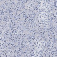 Anti-PTPRO antibody produced in rabbit 