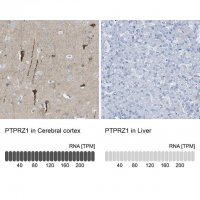 Anti-PTPRZ1 antibody produced in rabbit 