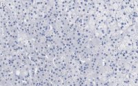 Anti-PTRH1 Antibody, clone 3O6 ZooMAb Rabbit Monoclonal 