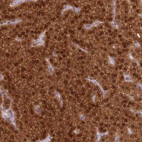 Anti-PVALB antibody produced in rabbit 