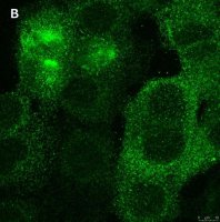 Anti-PVR (CD155) Antibody, clone 4B3 ZooMAb Rabbit Monoclonal 
